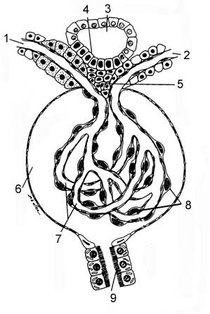 renal corpuscle图片